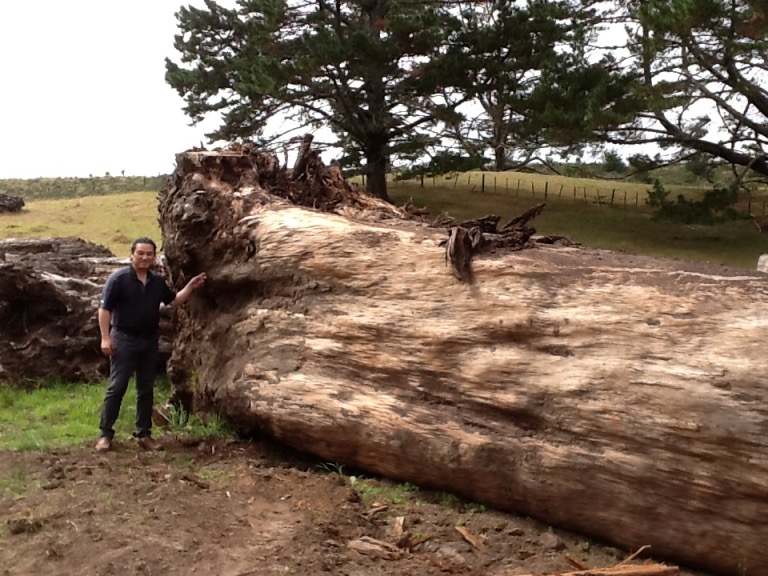 New Zealand Kauri log yard